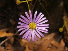 tiny purple flower