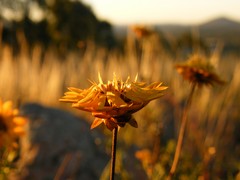 paper daisy in the setting sun