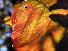 back-lit leaf