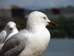 stalking gulls