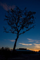 lonely tree under a christmas sunset