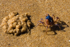 uncovered sand crab