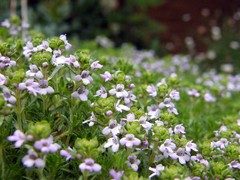 small purple flowers