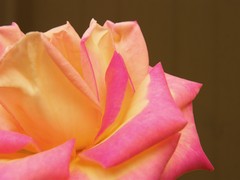 profile of a rose